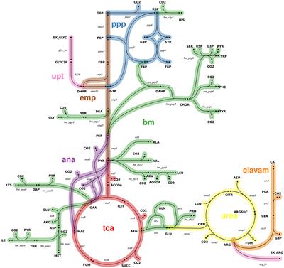 Robustifying Experimental Tracer Design for13C-Metabolic Flux Analysis